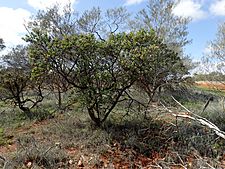 Eremophila fraseri fraseri (habit)