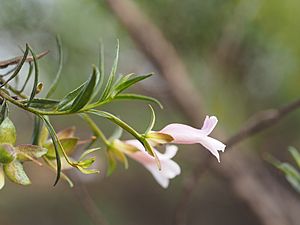 Eremophila granitica leaves, sepals, fruits.JPG