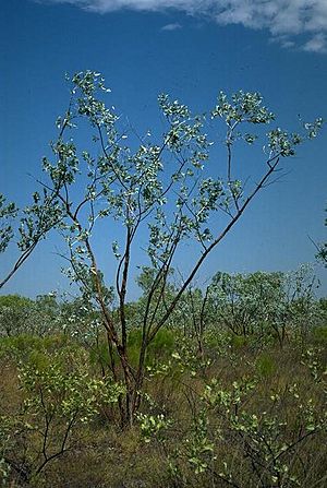 Eucalyptus ceracea.jpg