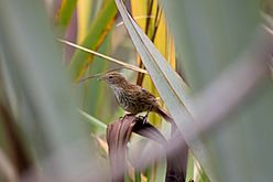 Fernbird (Mātātā) in Flax (Harakeke)