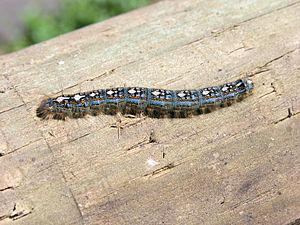 Forest Tent Caterpillar 25.jpg