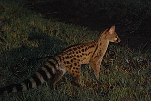 Genet botswana