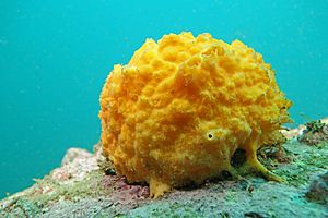 Golfball sponge - Tethya sp