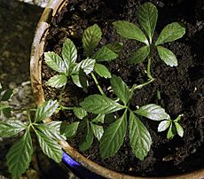 Gynostemma pentaphyllum vine