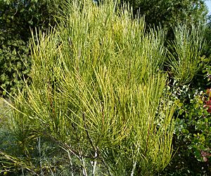 Hakea bucculenta