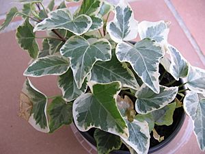 Hedera algeriensis 01