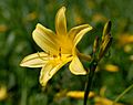 Hemerocallis lilio-asphodelus