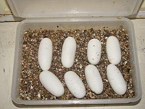 Lampropeltis triangulum sinaloae eggs