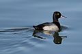 Lesser Scaup 2