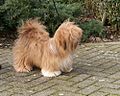 Lhasa Apso 2