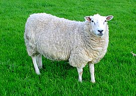 Lleyn sheep