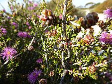 Melaleuca rigidifolia (fruits)