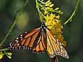 Monarch on Goldenrod