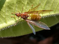 Oecophylla smaragdina-