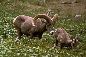 Ovis canadensis 0