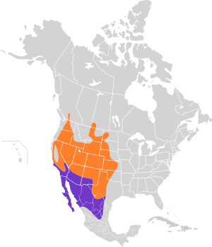 Phalaenoptilus nuttallii map.svg