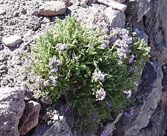 Polemonium elegans - Flickr - brewbooks (4)