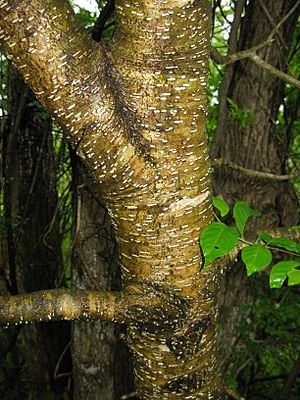 Prunus buergeriana 3