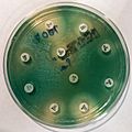 Pseudomonas aeruginosa antibiogram