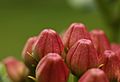 Purple Milkweed Asclepias purpurascens Buds