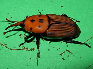 Rhynchophorus ferrugineus (femmina)