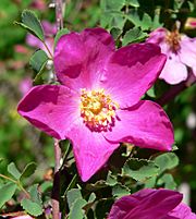 Rosa willmottiae 3