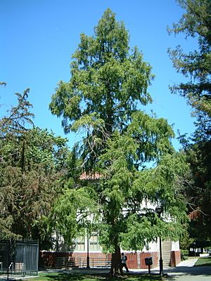 SJSU Dawn Redwood.JPG