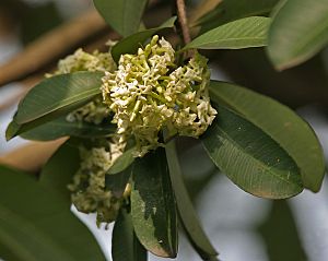 Saptaparni (Alstonia scholaris) leaves & flowers in Kolkata W IMG 0534