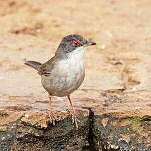 Sardinian warbler (Sylvia melanocephala) female.jpg