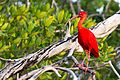 Scarlet Ibis, Corocoro Colorado (Eudocimus ruber)