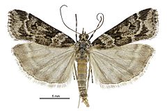 Scoparia s.l. tetracycla male.jpg