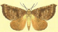 Scotorythra megalophylla-Fauna Hawaiiensis1899 flipped.png