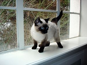 Seal Point Siamese Kitten