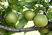 Shinseiki Asian pears at Lyman Orchards, 2009-08-30.jpg