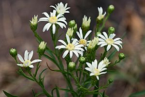 Solidago ptarmicoides Arkansas.jpg