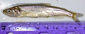 Spirinchus thaleichthys.jpeg