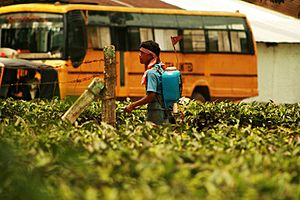 Spraying pesticide