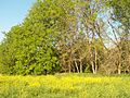 Spring Creek Forest Preserve