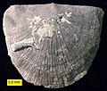 StrophomenidCornulitidOrdovician