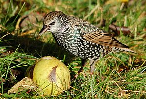 Sturnus vulgaris no