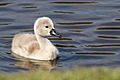 ThreeDayOldCygnet