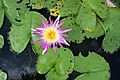 Water Lily Flower of Thailand