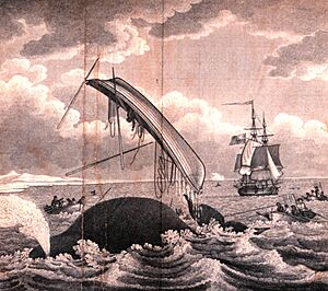Whaling-dangers of the whale fishery