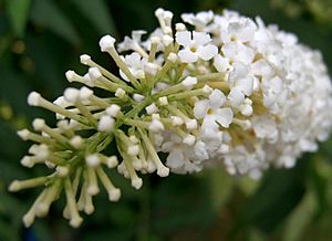 White buddleia closeup.jpg