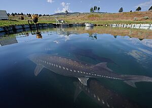 White sturgeon farming california