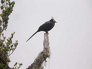 8454 Apo Myna 2.jpg