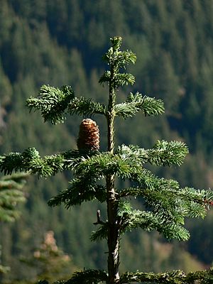 Abies amabilis 26395