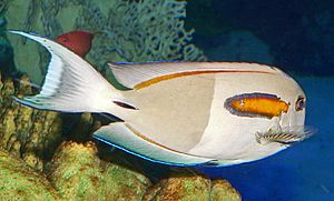 Acanthurus olivaceus 1.jpg