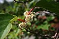 Actinidia-arguta-flowers