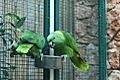 Amazona auropalliata -captive-8a